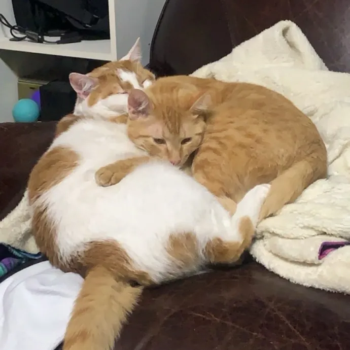 For The Love Of Felines