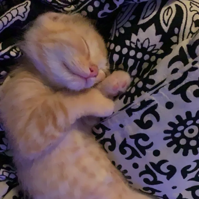 For The Love Of Felines photo 4