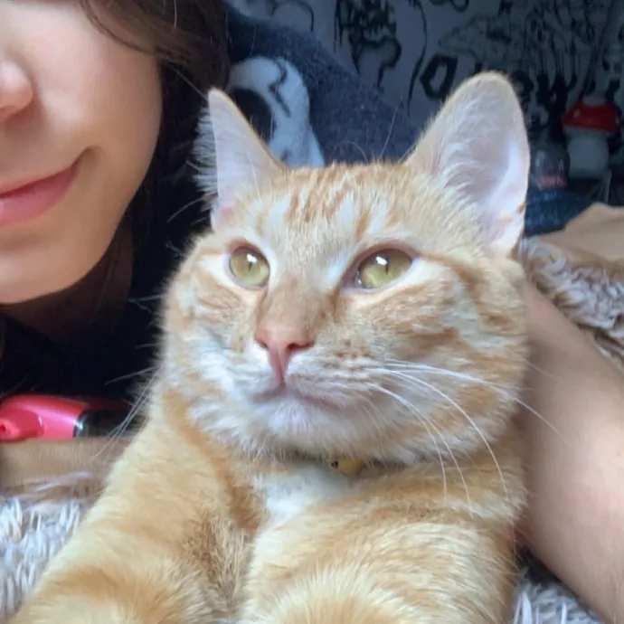 For The Love Of Felines photo 3