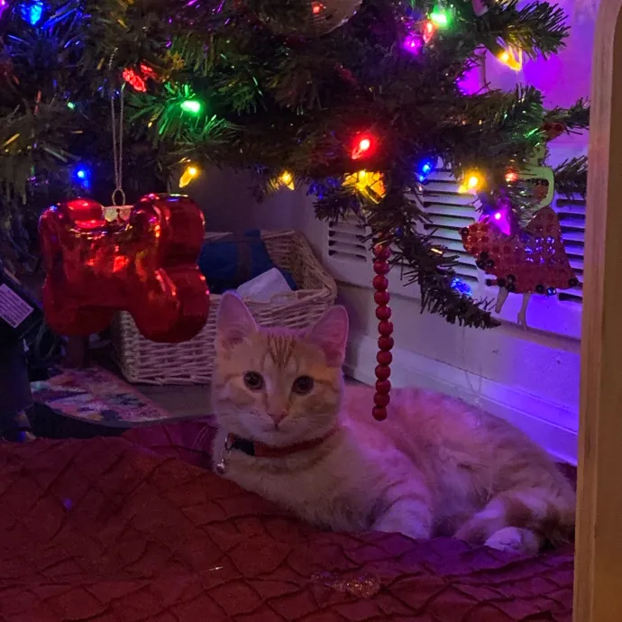 For The Love Of Felines photo 2