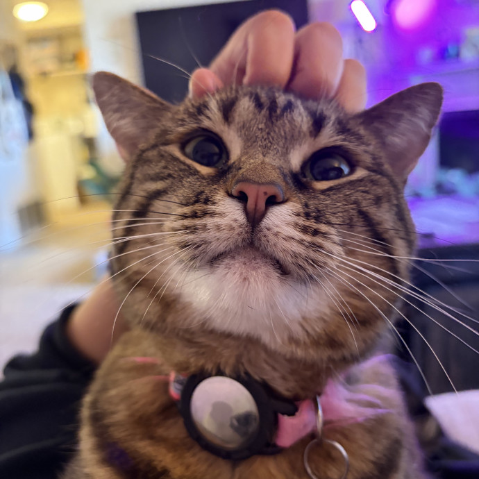 For The Love Of Felines