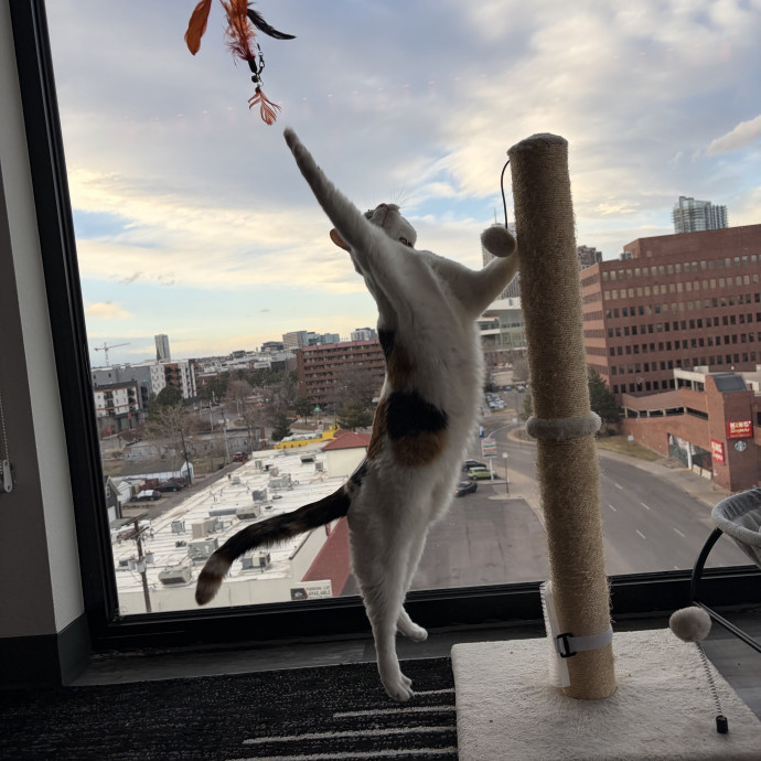 For The Love Of Felines