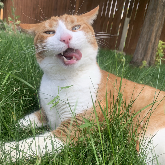 For The Love Of Felines