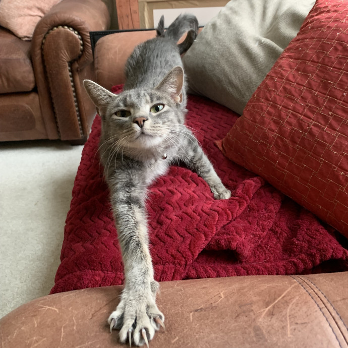 For The Love Of Felines