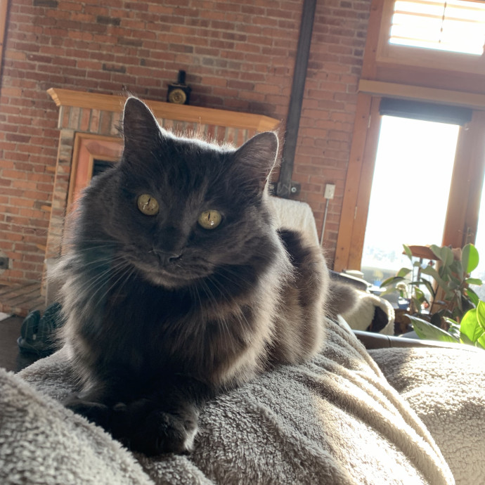 For The Love Of Felines