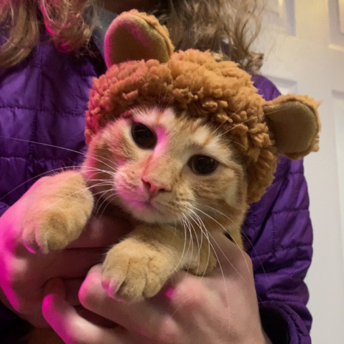 For The Love Of Felines