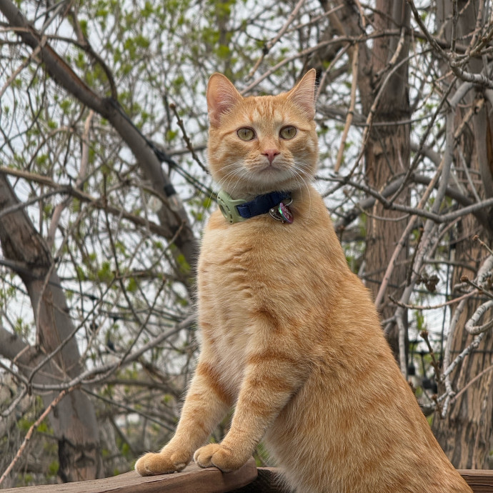For The Love Of Felines