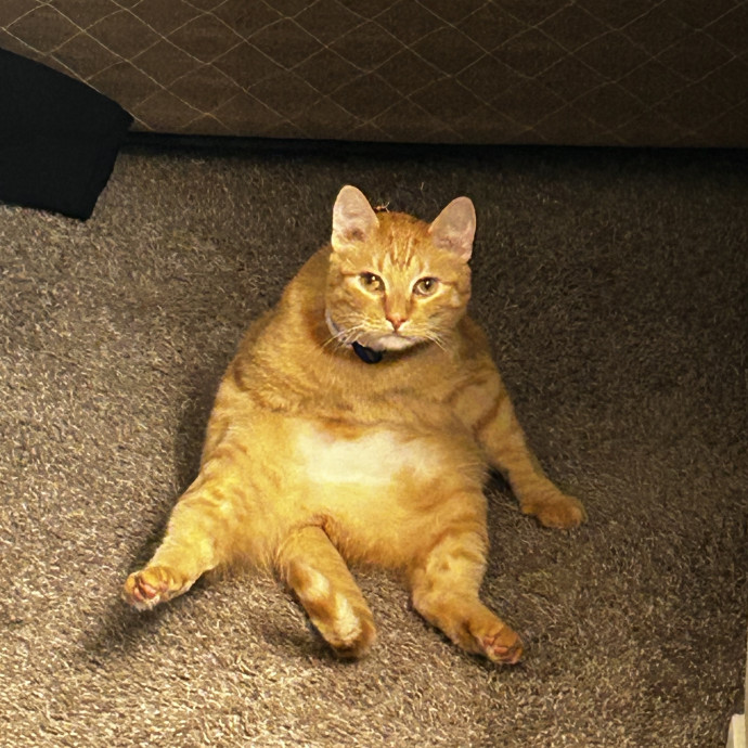 For The Love Of Felines photo 3