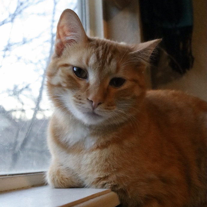 For The Love Of Felines photo 2