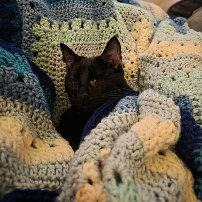 Your Local Crazy Cat Lady photo 3