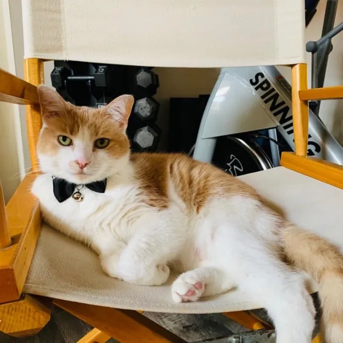 Kristin's Fit And Happy Cats