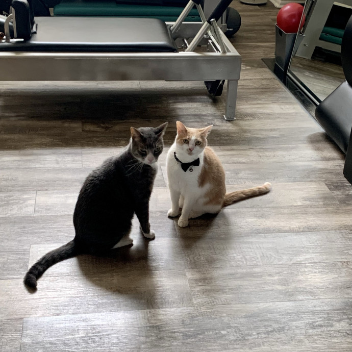 Kristin's Fit And Happy Cats
