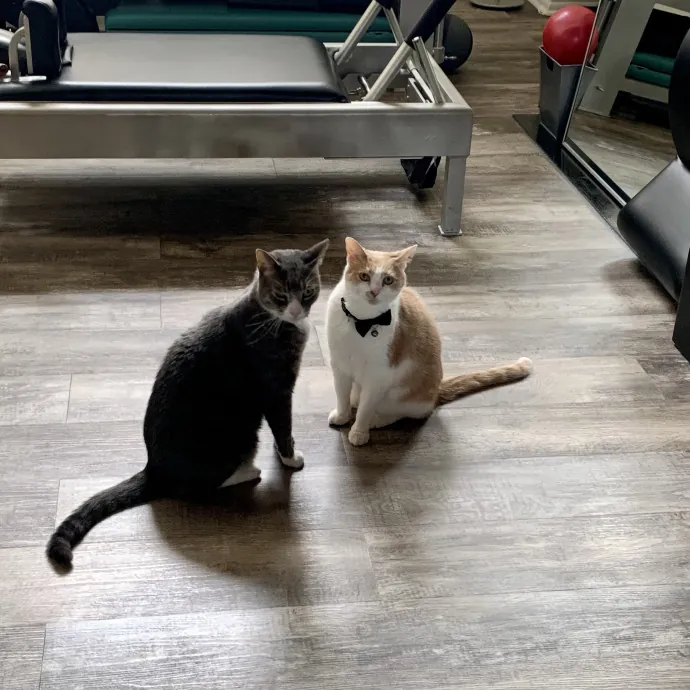 Kristin's Fit And Happy Cats