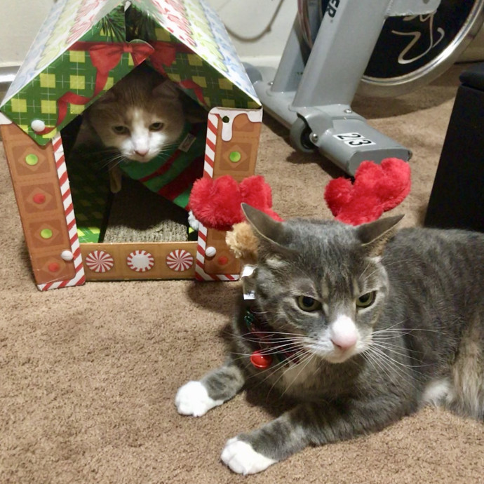 Kristin's Fit And Happy Cats