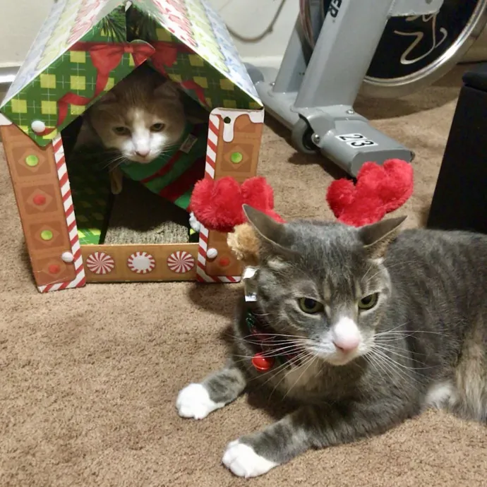 Kristin's Fit And Happy Cats