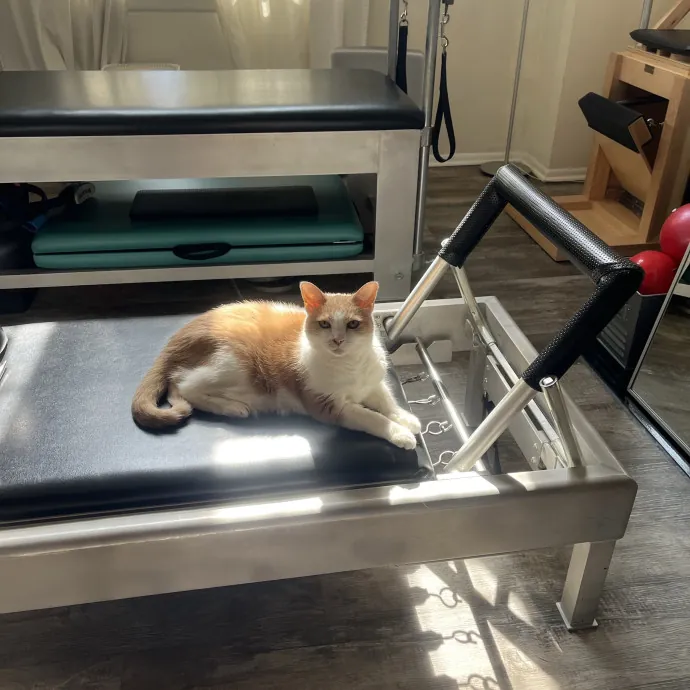 Kristin's Fit And Happy Cats