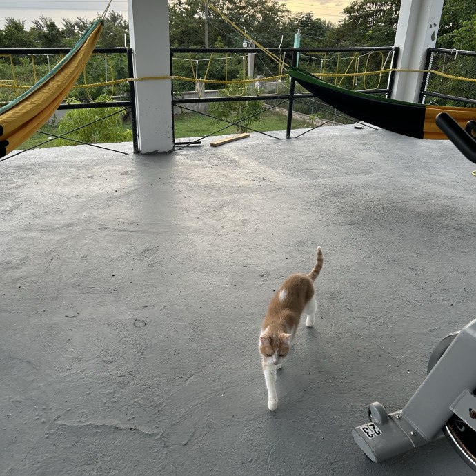 Kristin's Fit And Happy Cats