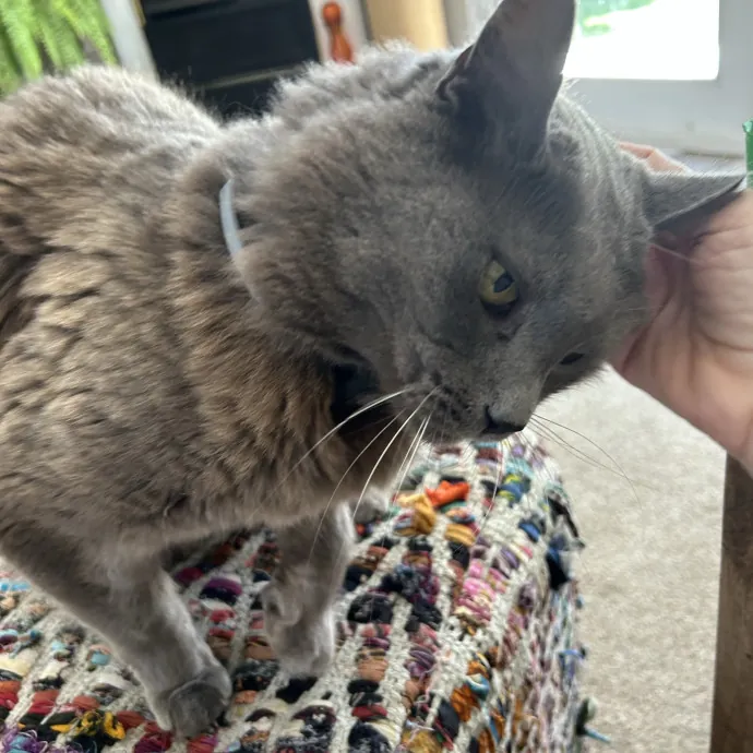 Kristin's Fit And Happy Cats