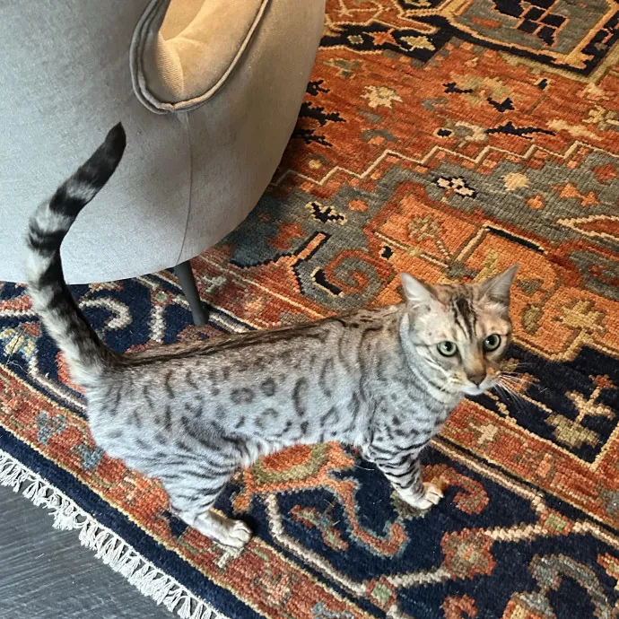 Kristin's Fit And Happy Cats