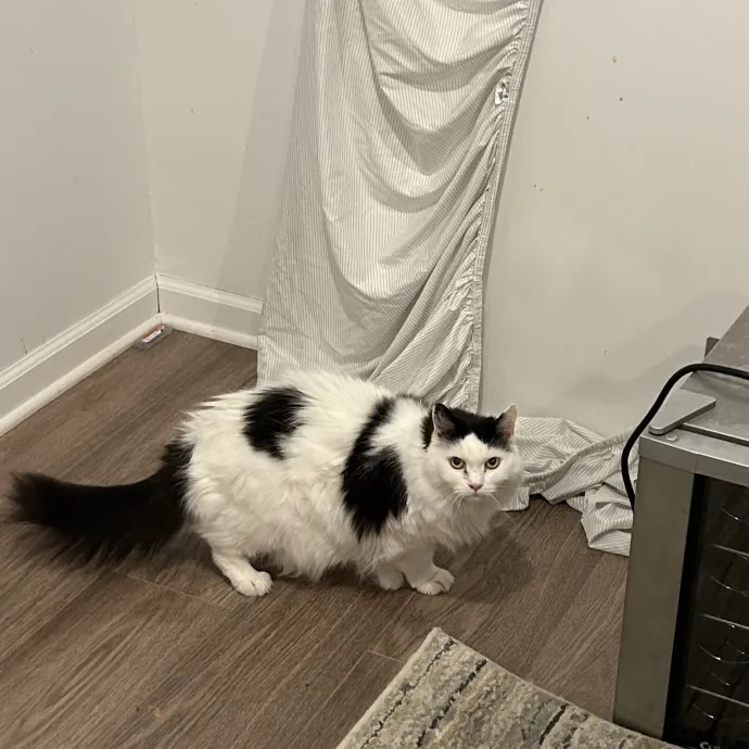 Kristin's Fit And Happy Cats