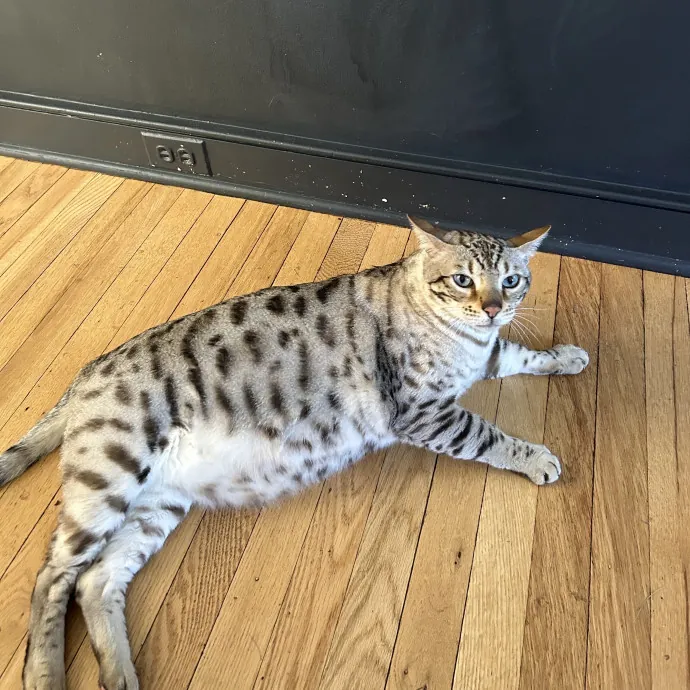 Kristin's Fit And Happy Cats