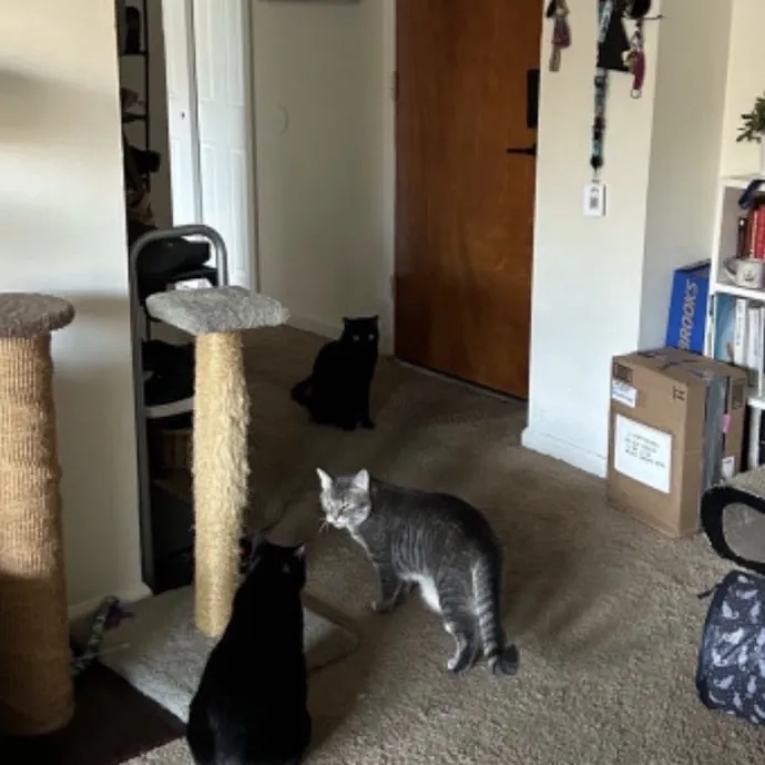 Kristin's Fit And Happy Cats photo 4