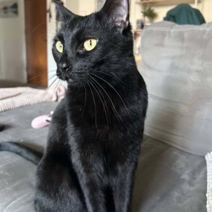 Kristin's Fit And Happy Cats photo 3