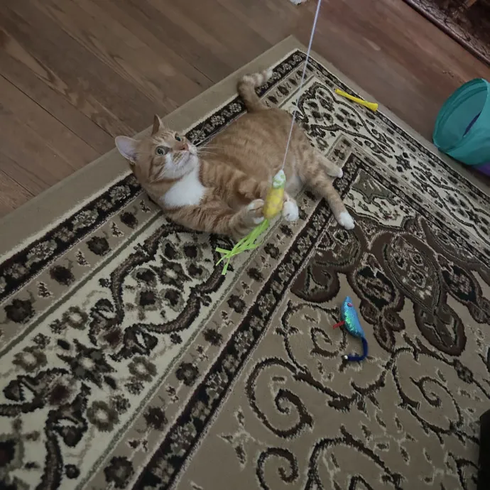 Kristin's Fit And Happy Cats photo 2