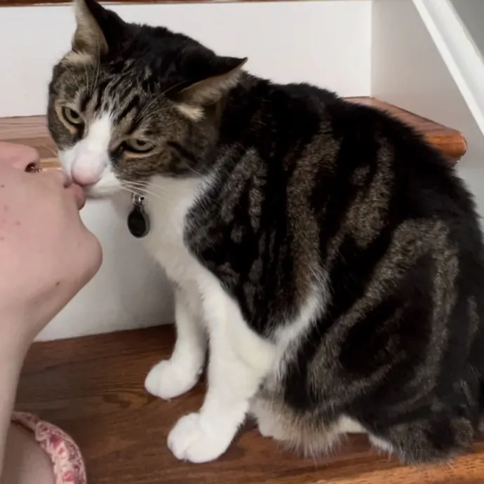 Loving And Devoted Cat Sitter