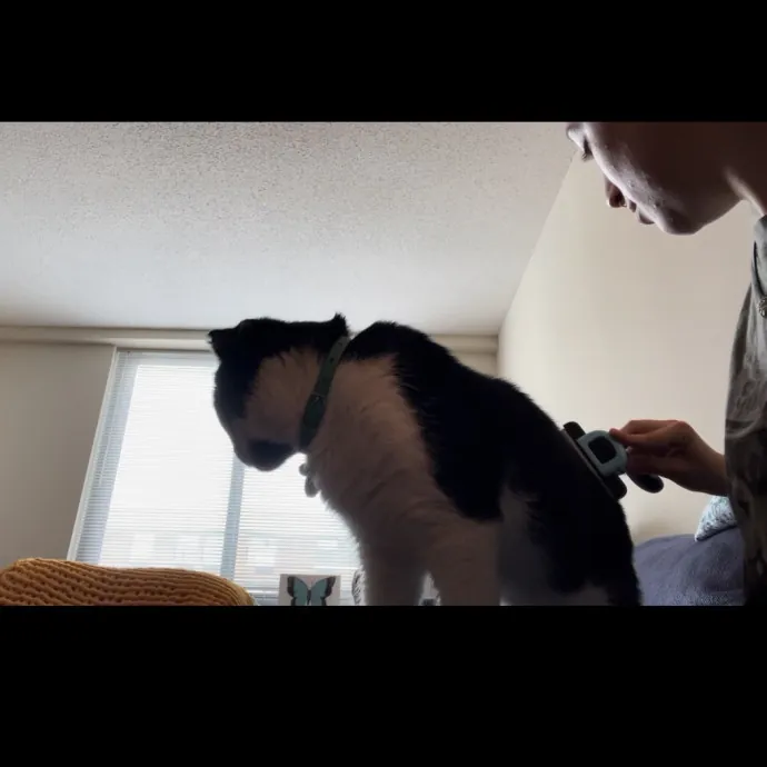 Loving And Devoted Cat Sitter