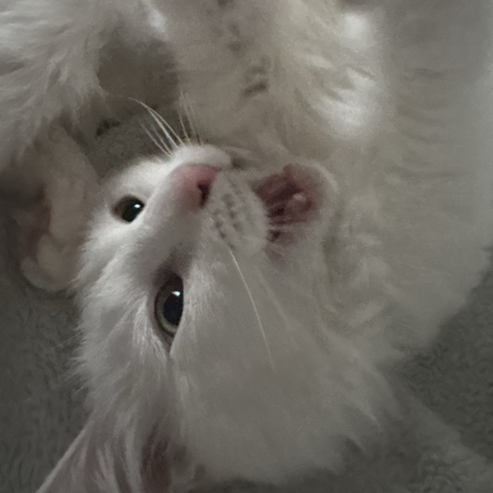 Happy Tail Catcare