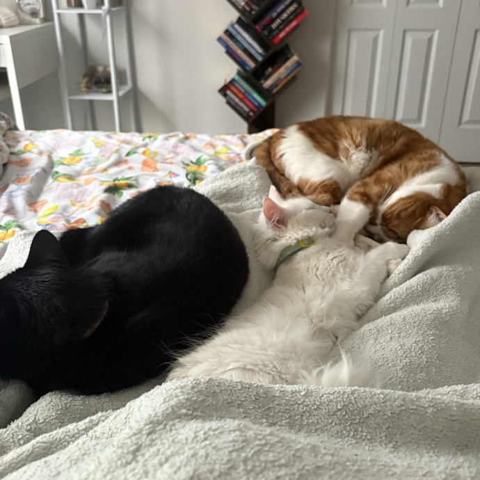 Happy Tail Catcare