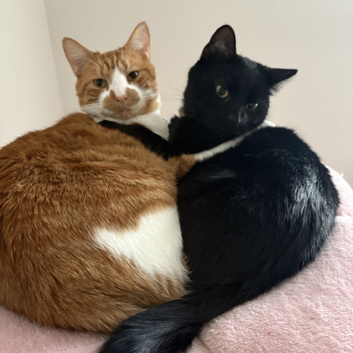 Happy Tail Catcare
