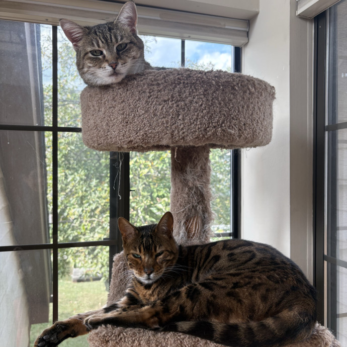 Happy Tail Catcare