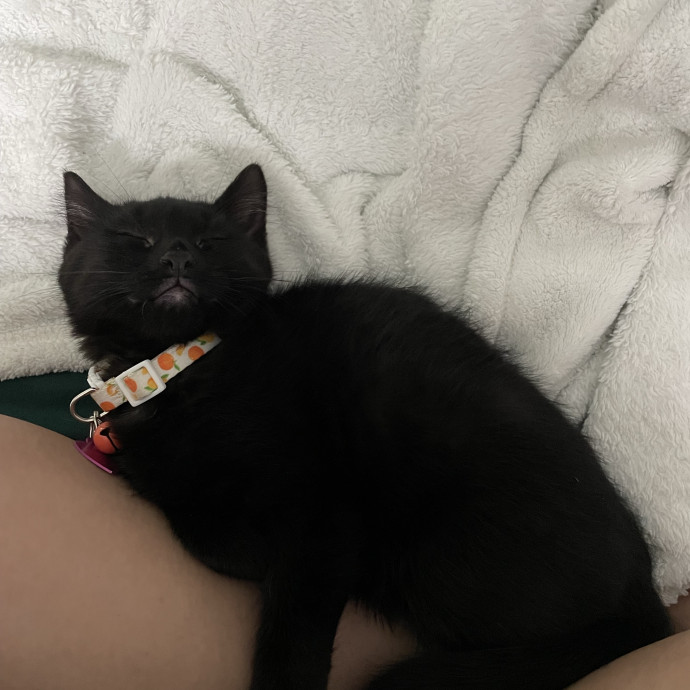 Happy Tail Catcare photo 3