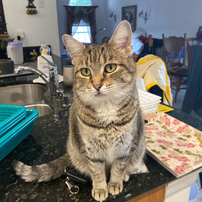 Happy Tail Catcare photo 2