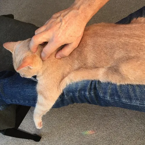 Tone The Westside Cat Dad