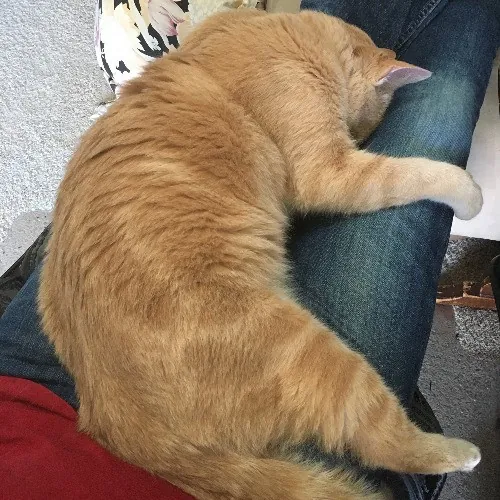 Tone The Westside Cat Dad