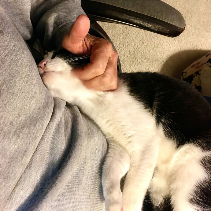 Tone The Westside Cat Dad