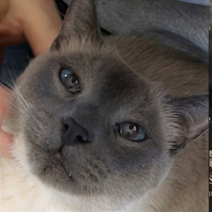 Tone The Westside Cat Dad photo 2