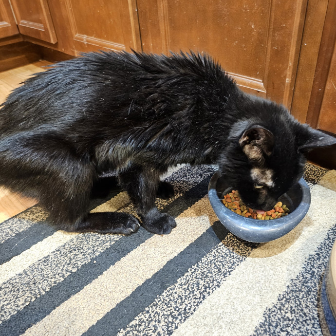 Purrfectly Grounded Cat Care By Aleah