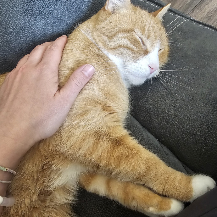 Purrfectly Grounded Cat Care By Aleah