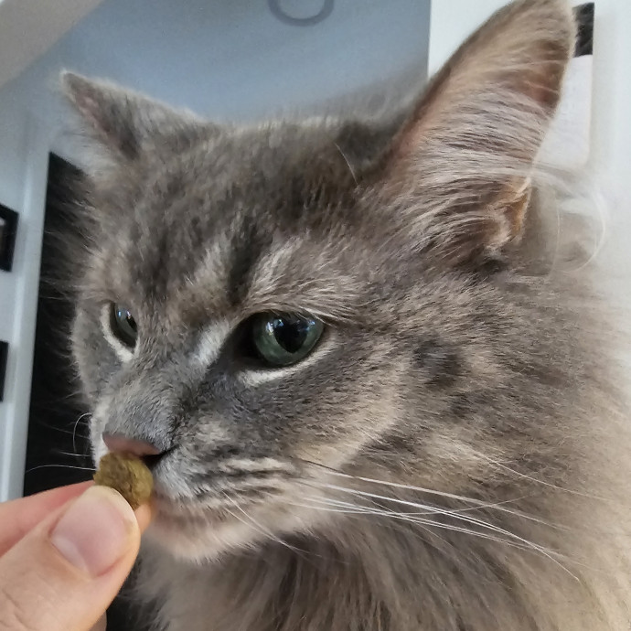 Purrfectly Grounded Cat Care By Aleah