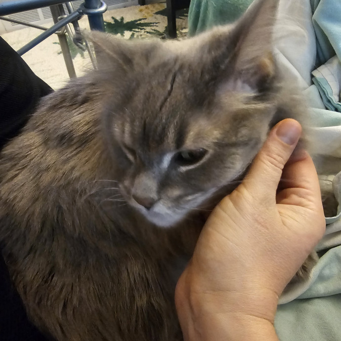 Purrfectly Grounded Cat Care By Aleah