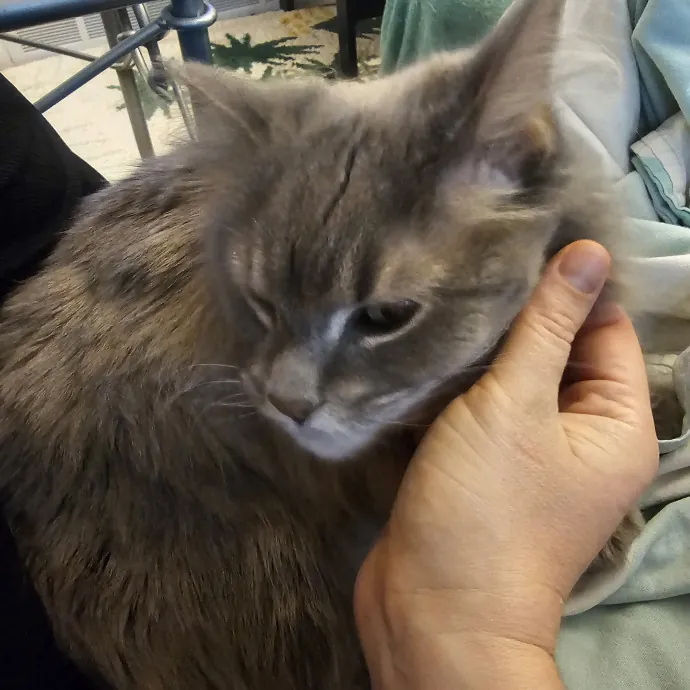 Purrfectly Grounded Cat Care By Aleah