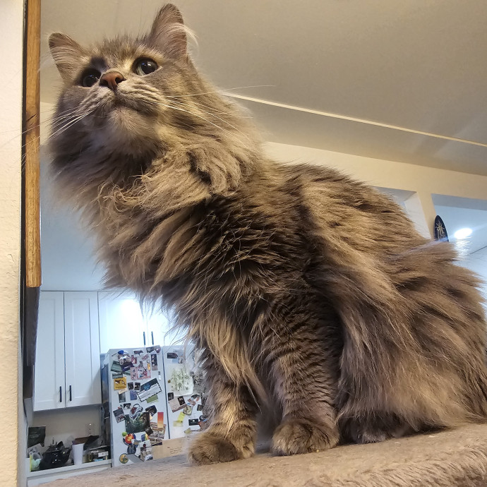 Purrfectly Grounded Cat Care By Aleah