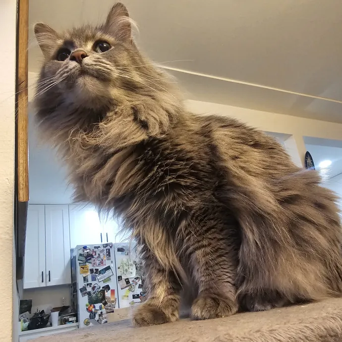 Purrfectly Grounded Cat Care By Aleah