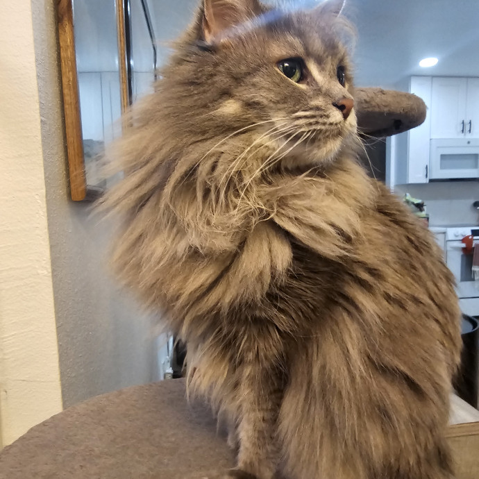 Purrfectly Grounded Cat Care By Aleah