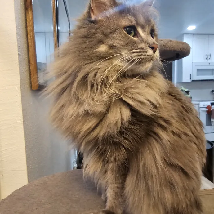 Purrfectly Grounded Cat Care By Aleah