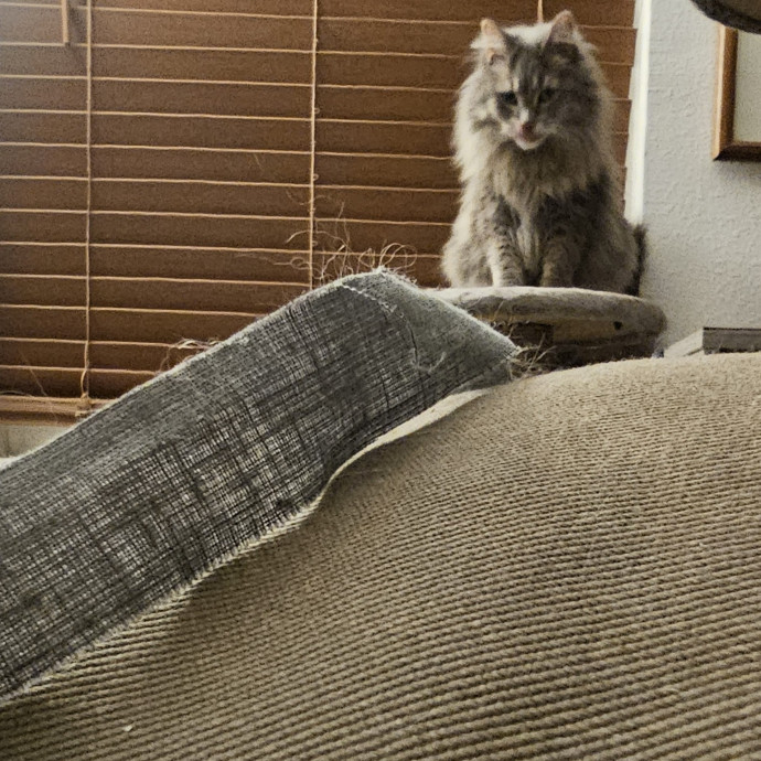 Purrfectly Grounded Cat Care By Aleah